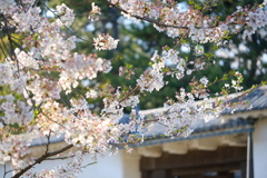 名古屋城の桜06
