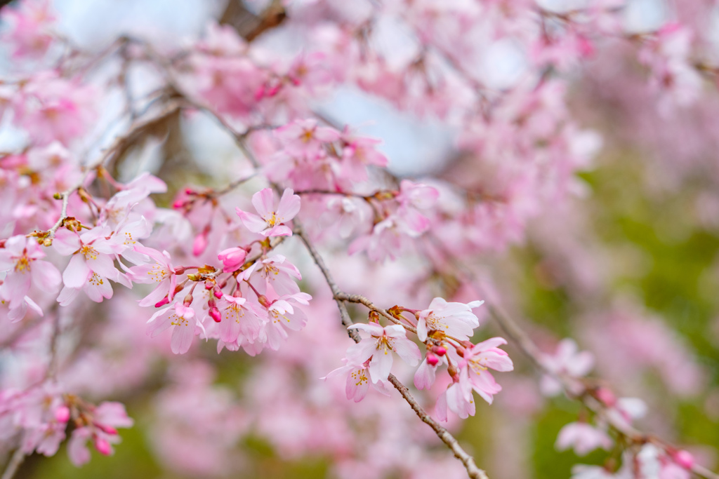 白鳥庭園の桜05