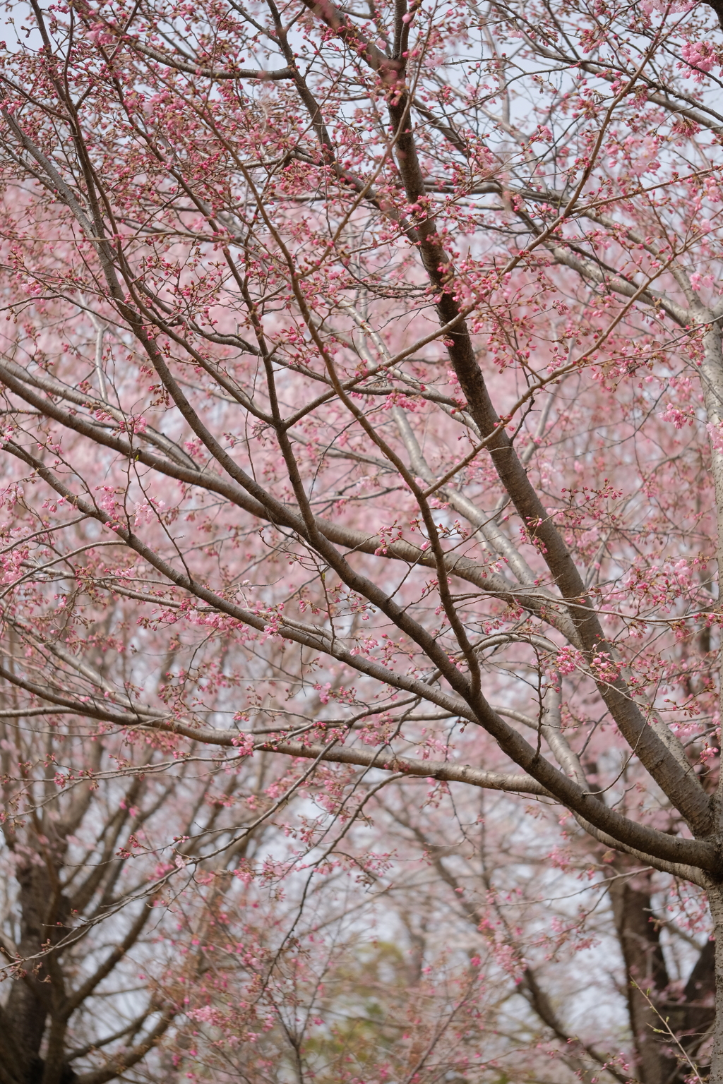 東山植物園の花々05