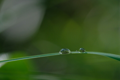 朝露の時間