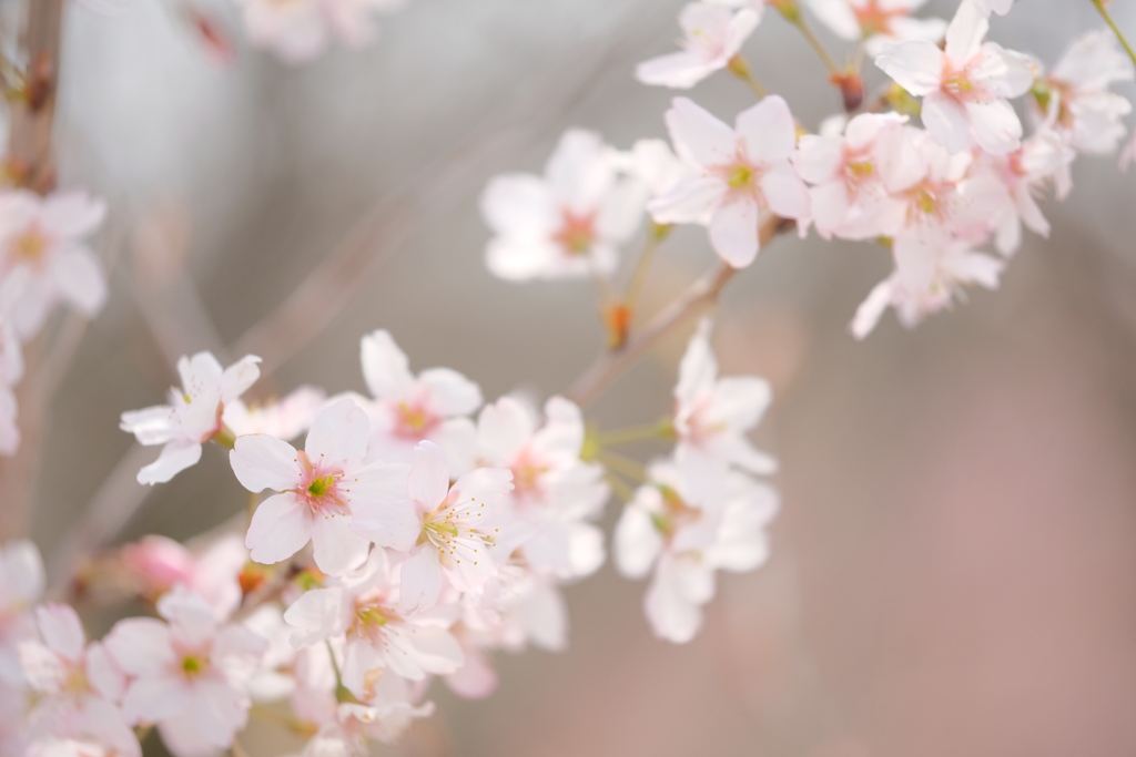 東山植物園の花々04