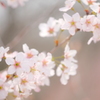東山植物園の花々04