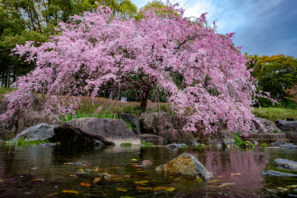 白鳥庭園の桜08