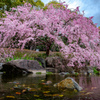 白鳥庭園の桜08