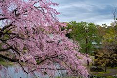 白鳥庭園の桜06