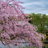 白鳥庭園の桜06