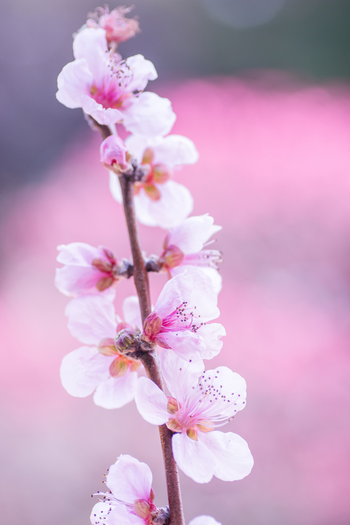 徳川園3月の花めぐり03