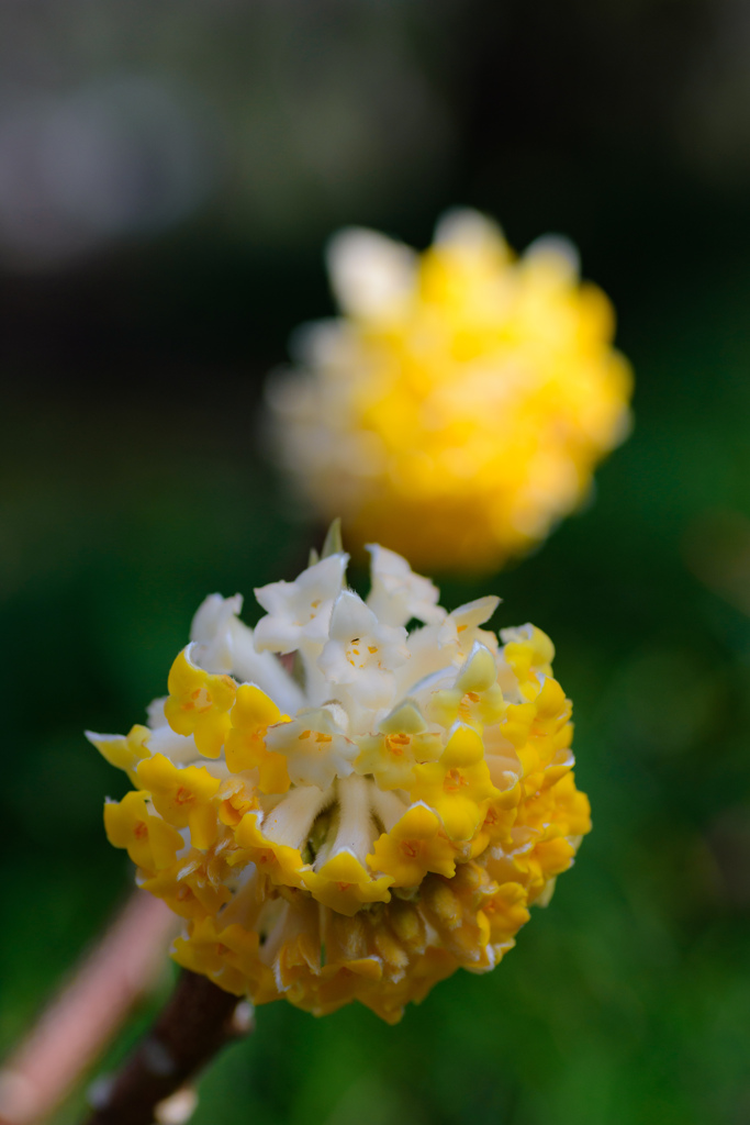 徳川園3月の花めぐり07