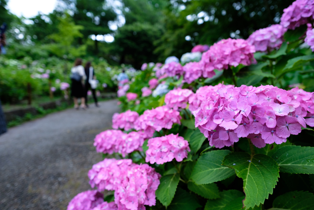 雨の合間に公園散歩06