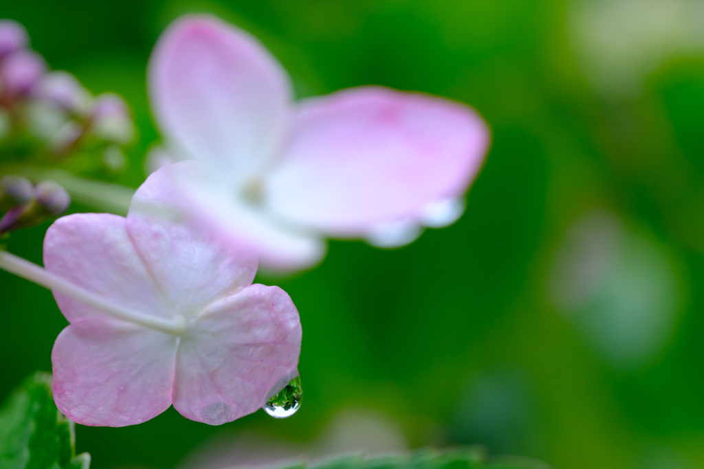 雨の合間に公園散歩01