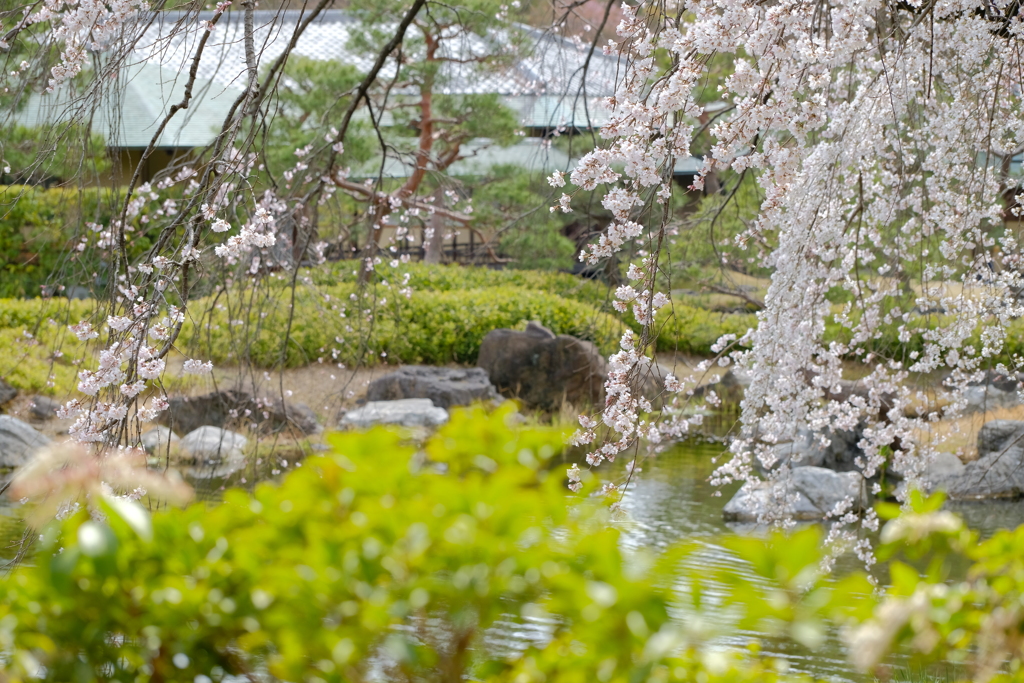 白鳥庭園にて02