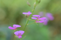 里山カメラ散歩8