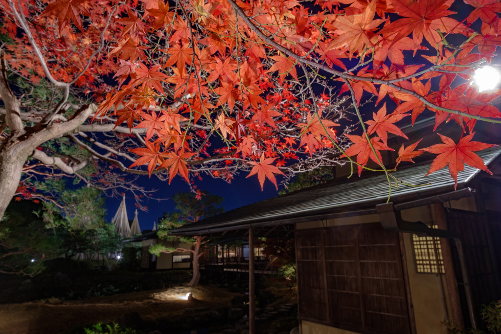 白鳥庭園 紅葉ライトアップ09