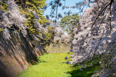名古屋城の桜03
