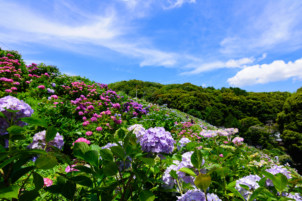 形原温泉　あじさいの里5