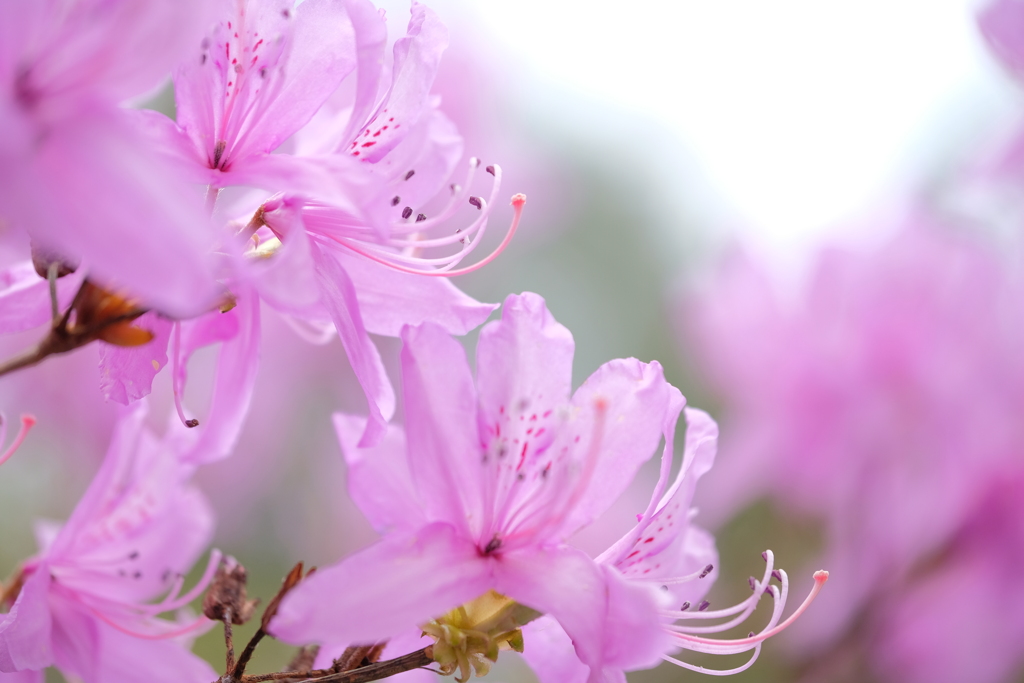 東山植物園の花々13