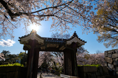 名古屋城の桜01