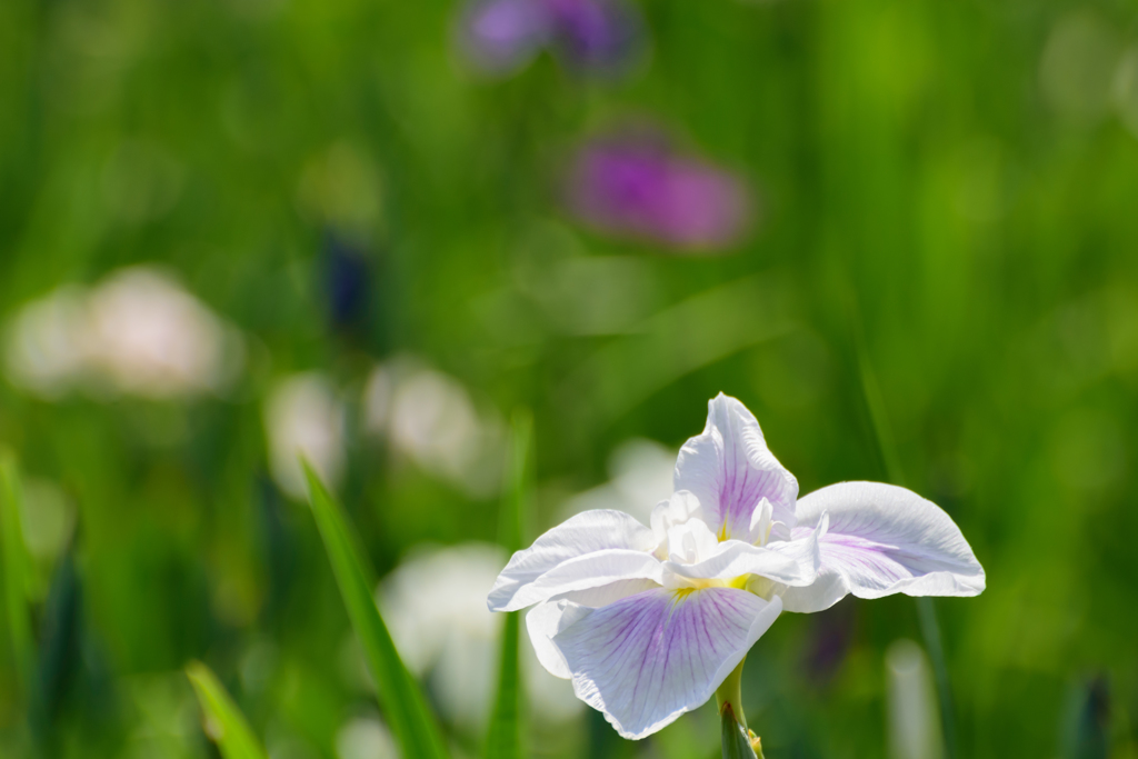 菖蒲池にて4