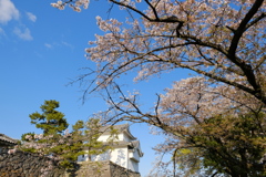 名古屋城の桜04