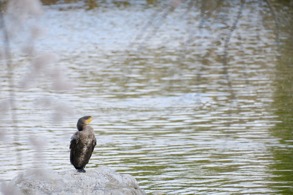 白鳥庭園にて04