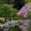 白鳥庭園の桜02