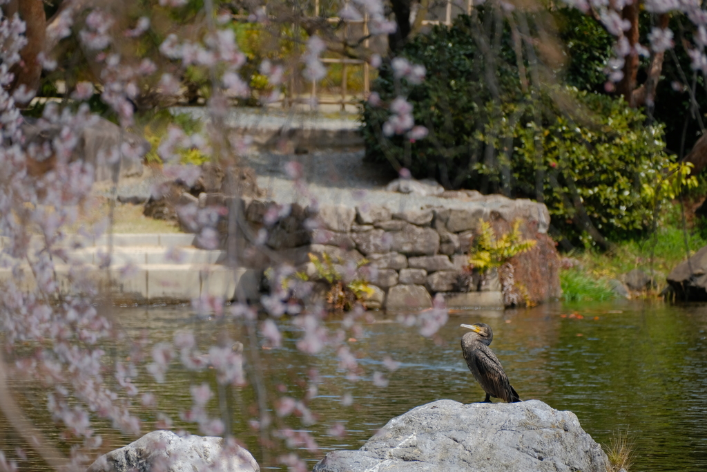 白鳥庭園にて03