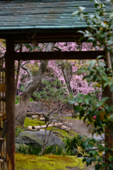白鳥庭園の桜07