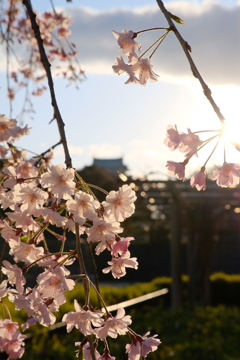 名古屋城の桜08