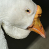 披露山公園のミニ動物園