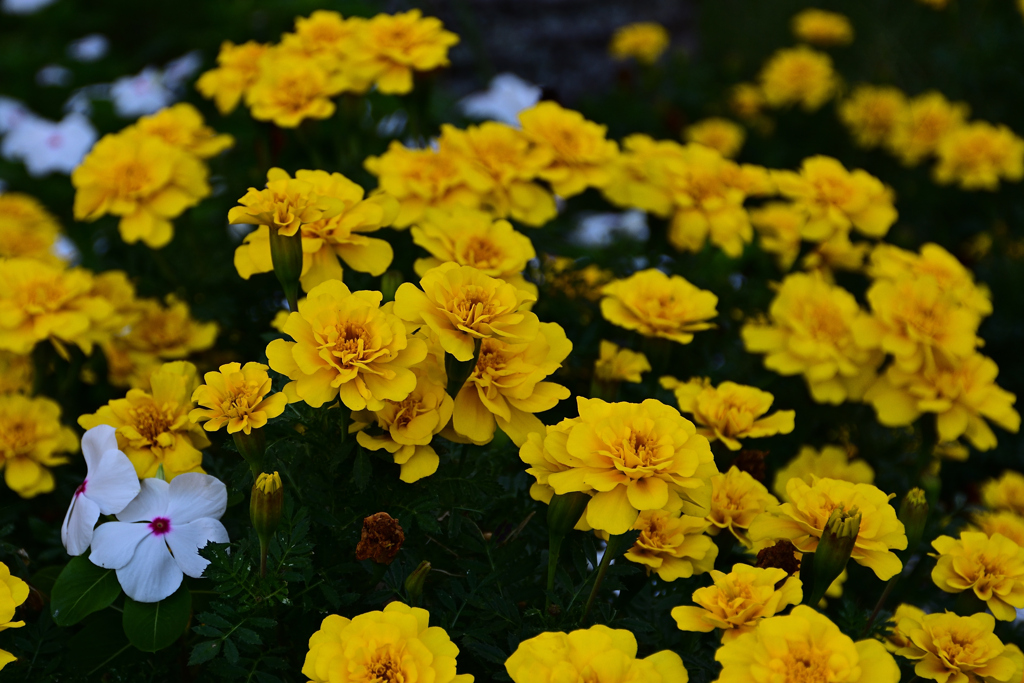 披露山公園の花