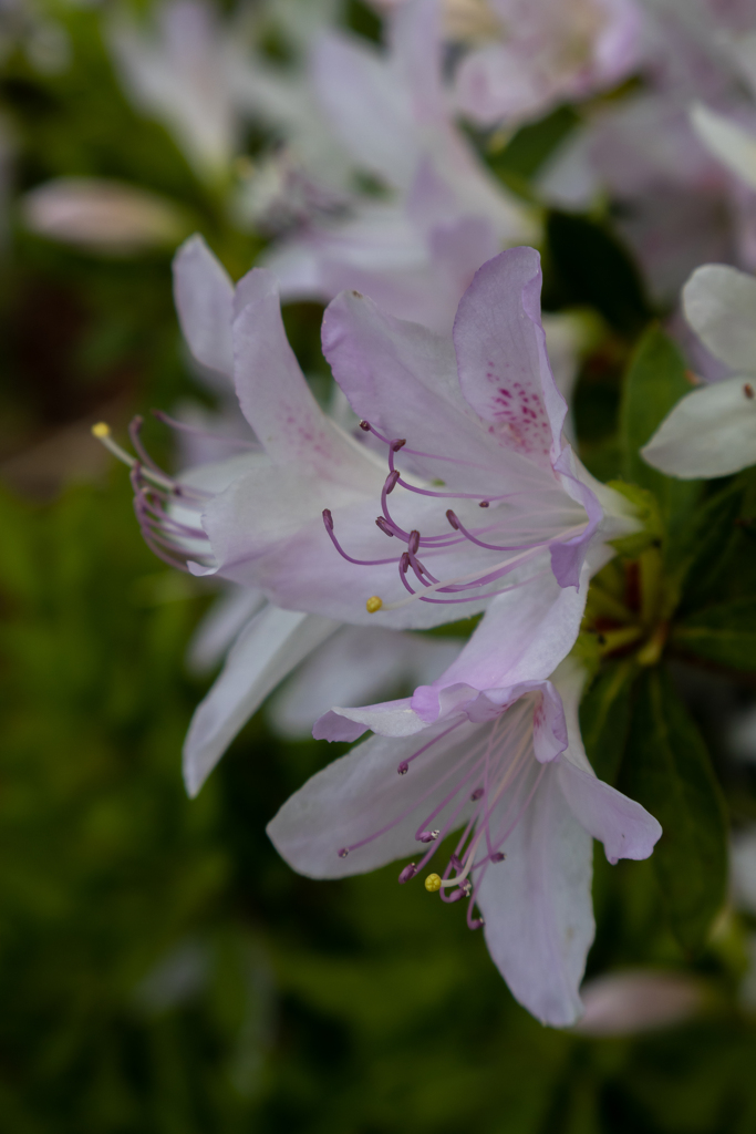 芦ノ湖畔のツツジ