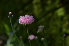 春の花（ピンク）