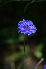 春の花（ブルー）