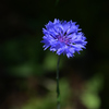 春の花（ブルー）