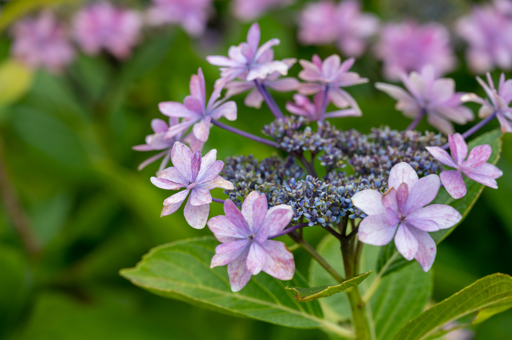 西洋紫陽花