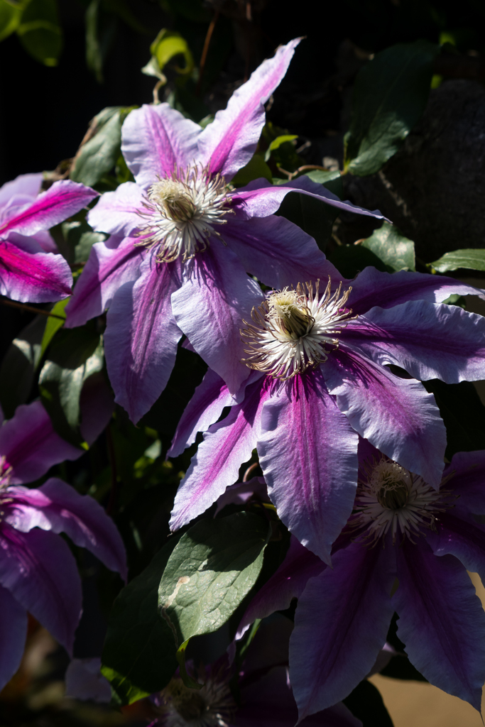 暑くてげっそりした花美人