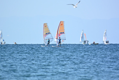 逗子海岸のウィンドサーフィン