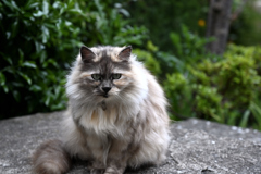 猫と一騎打ち