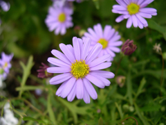 庭の花