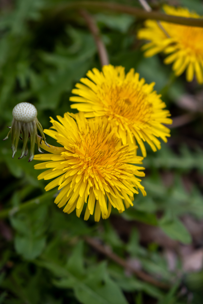 近所の草花　たんぽぽ