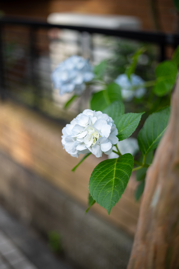 朝の散歩　ご近所の白い紫陽花