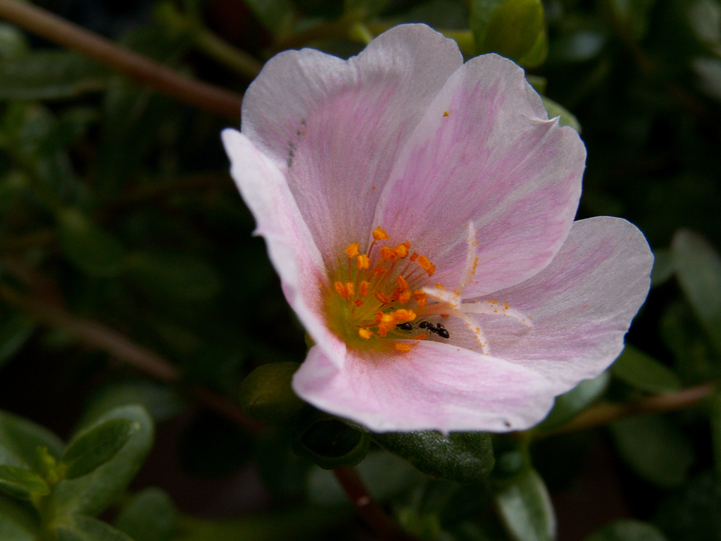 蘆花公園の花