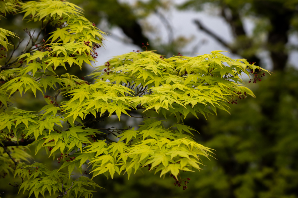 芦ノ湖畔の新緑