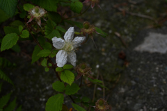 なんて名前の花？
