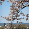 賀茂川の桜