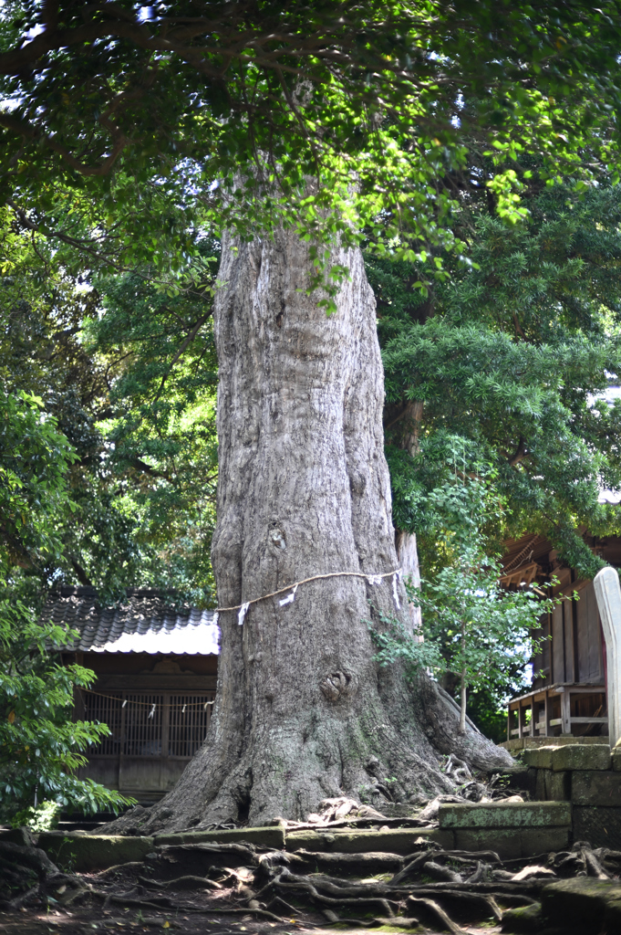 ご神木