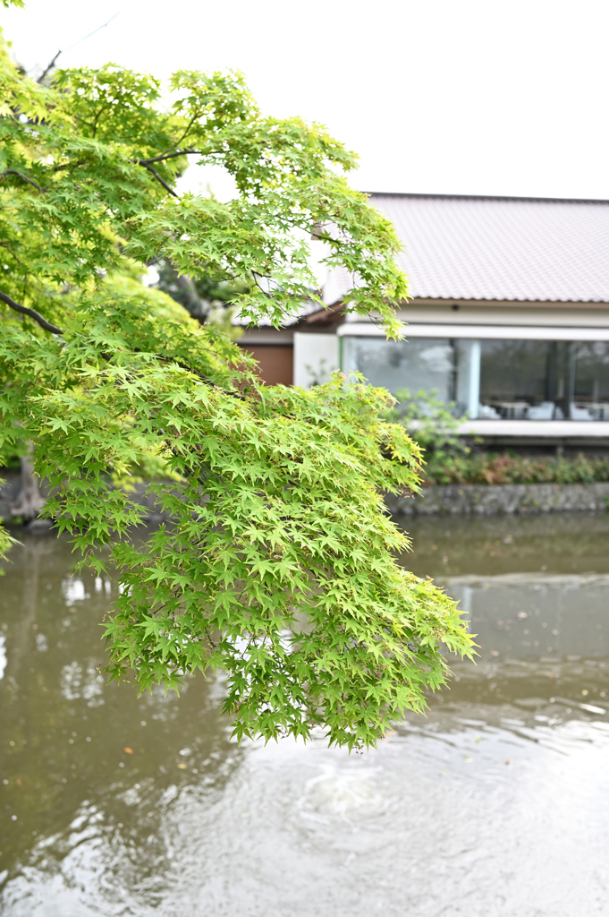 鶴岡八幡宮