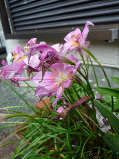 朽ちた花