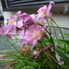 朽ちた花