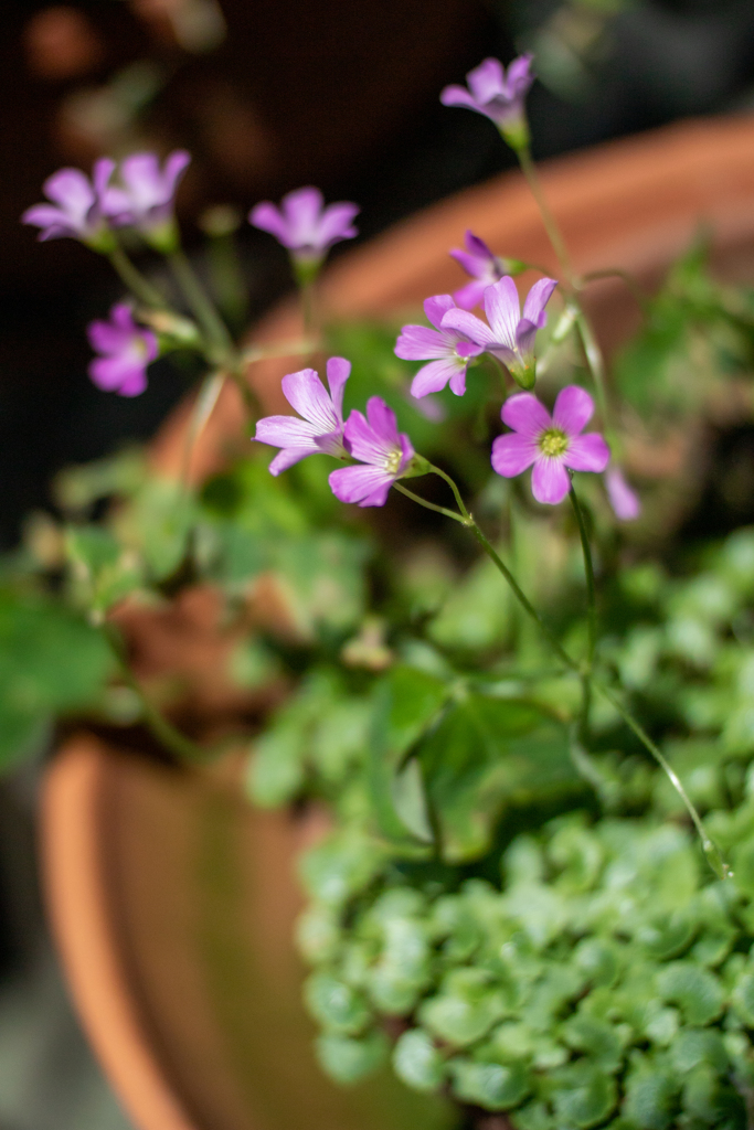 小さな花